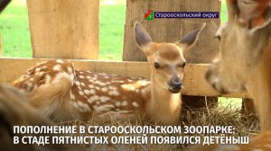 Пополнение в Старооскольском зоопарке: в стаде пятнистых оленей появился детёныш