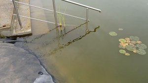 Нерест линя-3