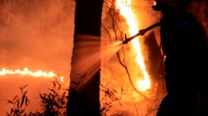 Лесной пожар во Франции удалось локализовать. Огонь уничтожил 80% виноградников