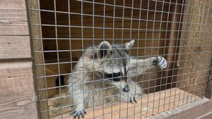 Зоолесье - Петрозаводск