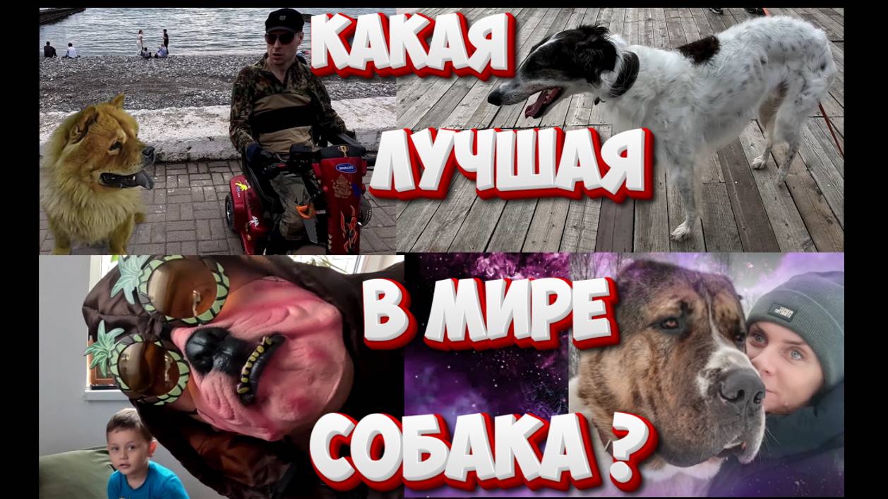 Какая лучшая собака в мире? Полная версия фильма, включая земные поиски соб смотреть онлайн