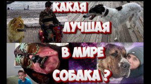 Какая лучшая собака в мире? Полная версия фильма, включая земные поиски соб