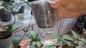 Хойи, обзор и полив 3 часть