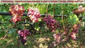 Виноград 3.08.2025 г. Бешевский, красавец из красавцев, грозди пусть не большие, но ягода огромная!