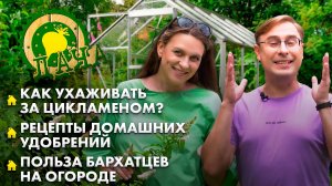 Правильный уход за цикламеном | Удобрения своими руками | Польза бархатцев на даче. Дача