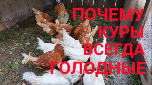 Почему куры вечно голодные