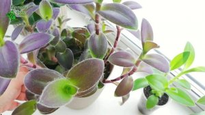 Традесканция "Pale Puma". Февраль 2025г