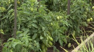 " Во саду ли, в огороде" ( Выпуск от 08.08.2025)