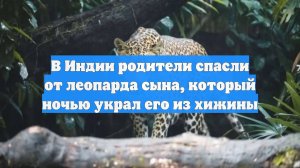 В Индии родители спасли от леопарда сына, который ночью украл его из хижины