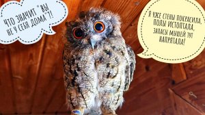 Страшненькая сова Лютик и милый Одуванчик ждут свой новый вольер. Понемногу отсыпаем тропиночек