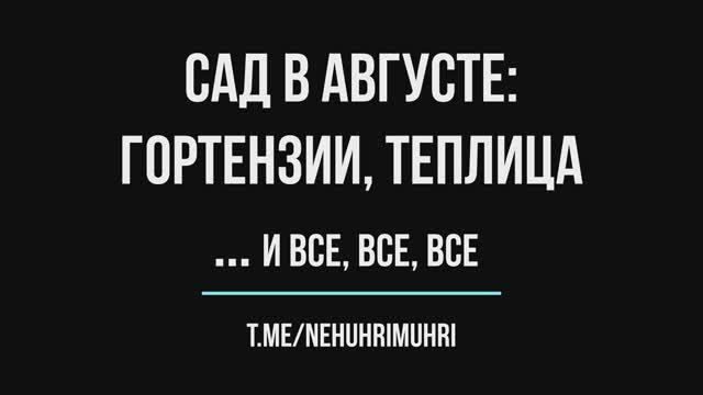 Cад в августе гортензии, теплица ... и все, все, все