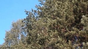 Кусочек счастья -  Авторы музыка и поют Алексей Брянцев Елена Касьянова