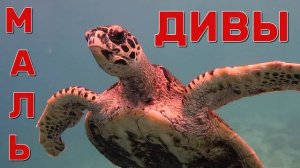 Мальдивы. Дайв, акулы, черепахи... Vilamendhoo.