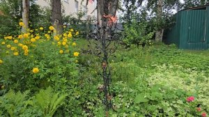 Места, где можно загадать желание: Березовский. Дерево желаний.  Музей золота