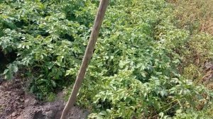 копаю картофель, пораженный фитофторозом