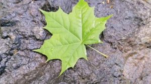 Лето 2025 год. Звуки природы. Пение птиц.