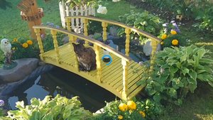 Солнечный видео привет с 6 соток 9 августа 2025 года 7 часов утра