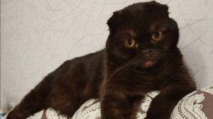 Кто в доме хозяин