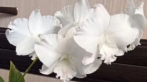 П-16.Ч-10. Дендробиум King Dragon White,  через 30 дней после получения и посадки без корней