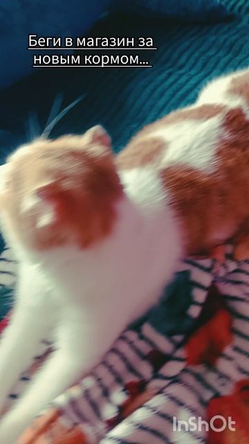 Лечить будем🐯