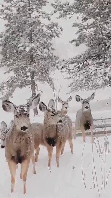 Зимние гости смотреть онлайн