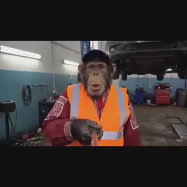 Блог обезьяны с карьерным маршрутом: от бурильщика и электрика до тракториста смотреть онлайн