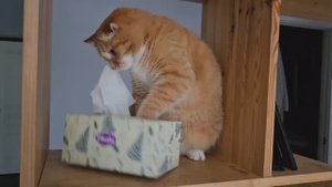 Кот открывает шкаф. Кот достает салфетки