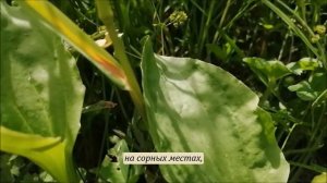 Подорожник большой (Титры, зак. текст + музыка) рубрика "Расскажите детям"