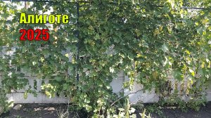 Виноград Алиготе | Мой куст винограда Алиготе