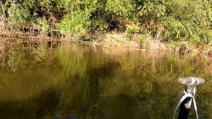 Тобол, разная рыба.