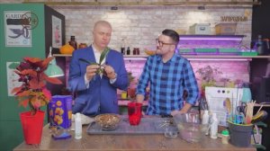 Пересадка орхидеи Дмитрий Басманов и Виталий Декабрев