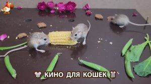 Видео для кошек про крысок развлекать питомцев 🐭🐀😂 (257)