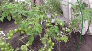 Помидоры Толстый Джек - мой любимый детерминантный сорт.