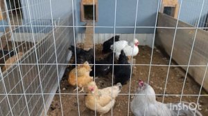 09-08-2025  Яйца где?🤨🥚