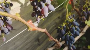 Виноград Атос и Джонни на 9 августа