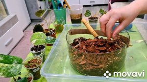 КОМНАТНЫЕ РАСТЕНИЯ(ЦВЕТЫ).НОВИНКИ С OZON И С ВЫСТАВКИ"ФЛОРА".