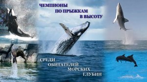 «Чемпионат по прыжкам в высоту» среди обитателей морских глубин.