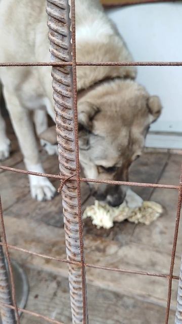 зоогостиница Стерлитамак . немного будней- Альма Роки МонаЧарли Рума