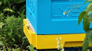 2025-08-09 Пчёлы. Карника. Семья 2.