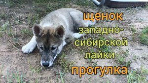 Западно-сибирская лайка. щенок