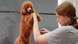 Grooming dog