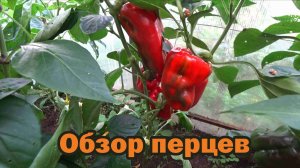 Обзор перцев по сортам