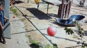 Царь Шерхан слегка " борзеет" и папа Саша вынужден идти к нему на поклон.МинЗоо 9 августа.