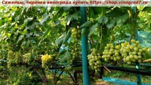 Виноград 3.08.2025 г. Ландыш. Не готов еще, ему надо месяцок повисеть. Один из лучших мускатов осени
