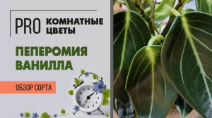 Пеперомия Ванилла. Огромные листья и завораживающие цветы. Нереальная красота. Обзор сорта.