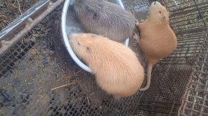 VID_20250318_174224.mp4