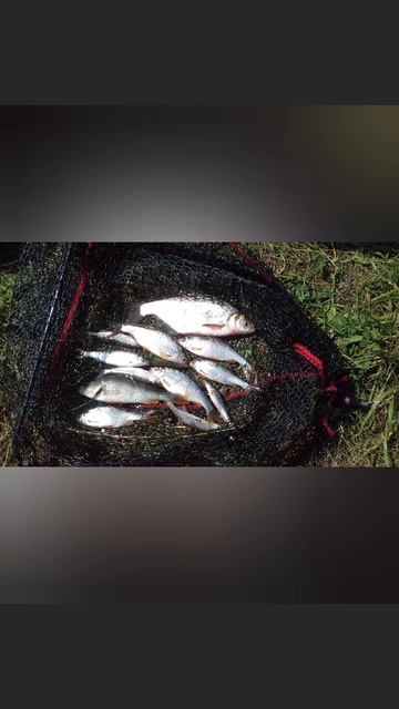 Рыбалка в отпуске👍 6 день рыбалки🎣 Сегодня немного с утра порыбачил в проводку на махалку 7 м🎣