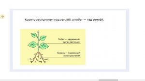 5. Ткани и уровни организации растений(2)