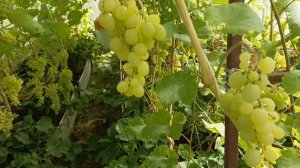 Виноград на Урале,обзор 08.08.2025 до пробы остаётся совсем не много