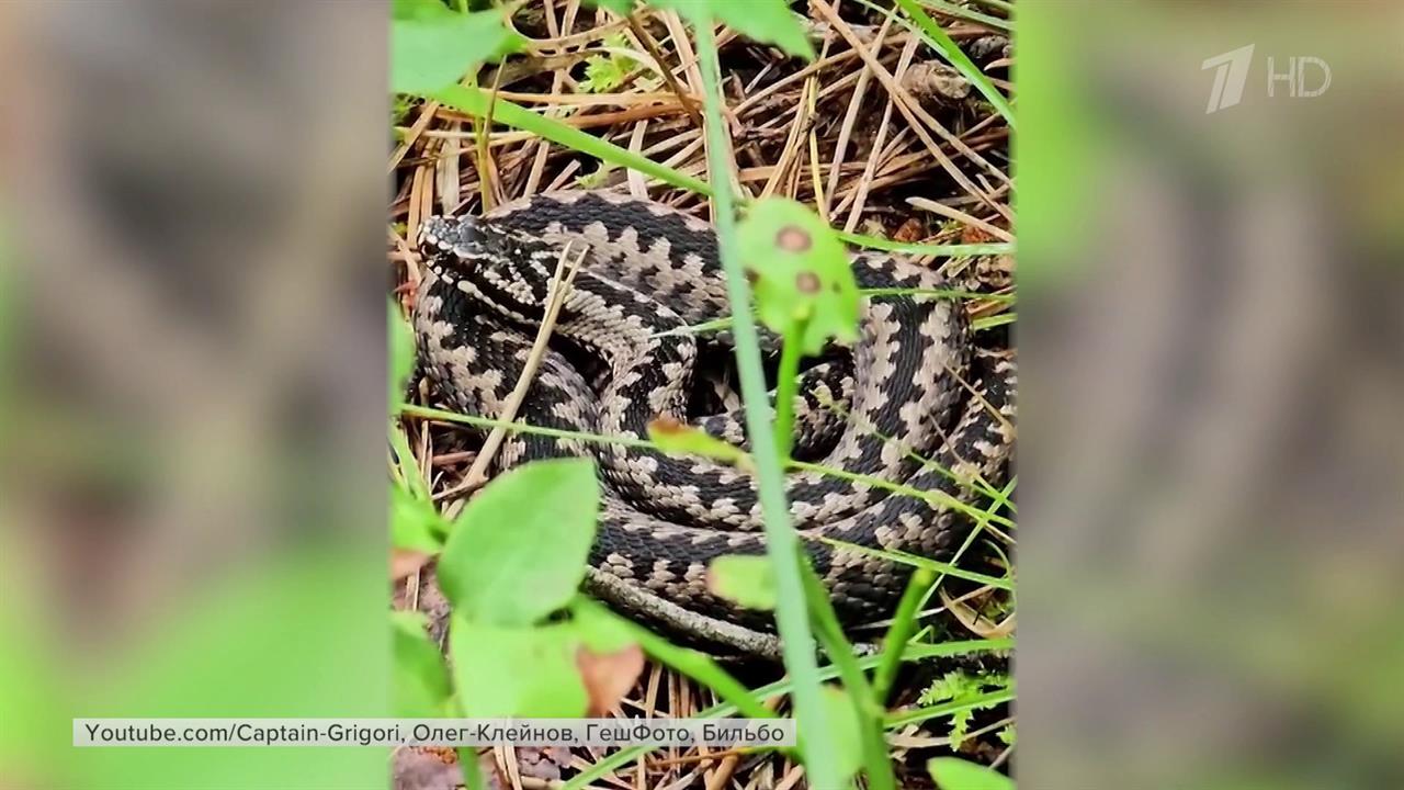 Сезон змей: как одеться на природу и что делать при укусе